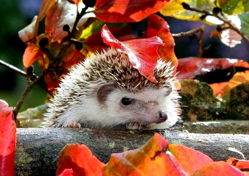 Cozy Hedgehog Wallpaper: Autumn Leaves Background Delight