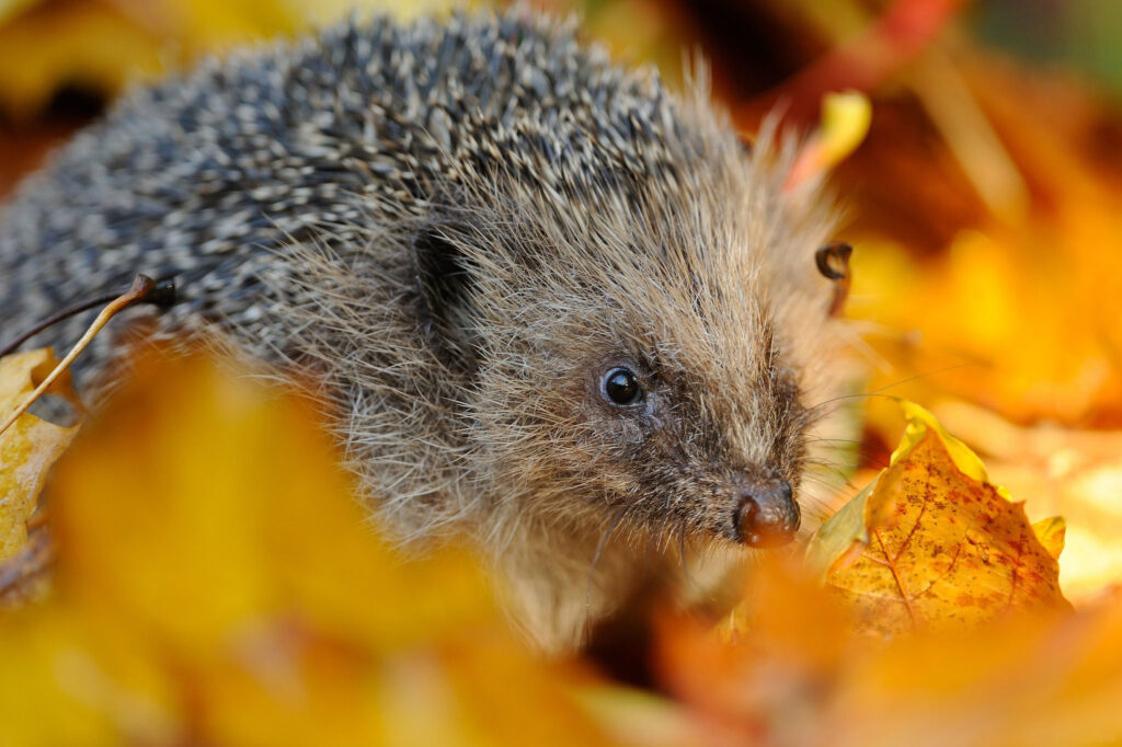 Charming Hedgehog Close-Up Amidst Vibrant Autumn Foliage Wallpaper
