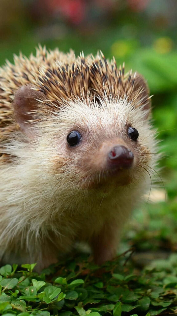 Charming Hedgehog Wallpaper: Close-Up in Lush Greenery Background