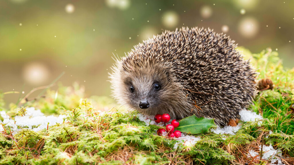 Charming Hedgehog Wallpaper: Whimsical Scene with Moss & Snowflakes