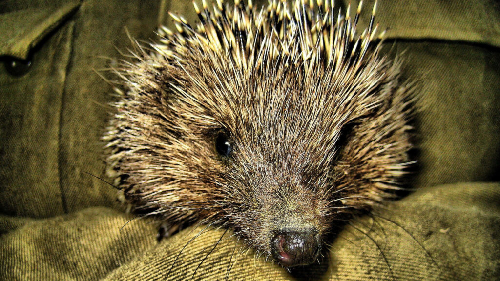 Charming Close-Up Hedgehog Wallpaper: Cozy Rustic Background