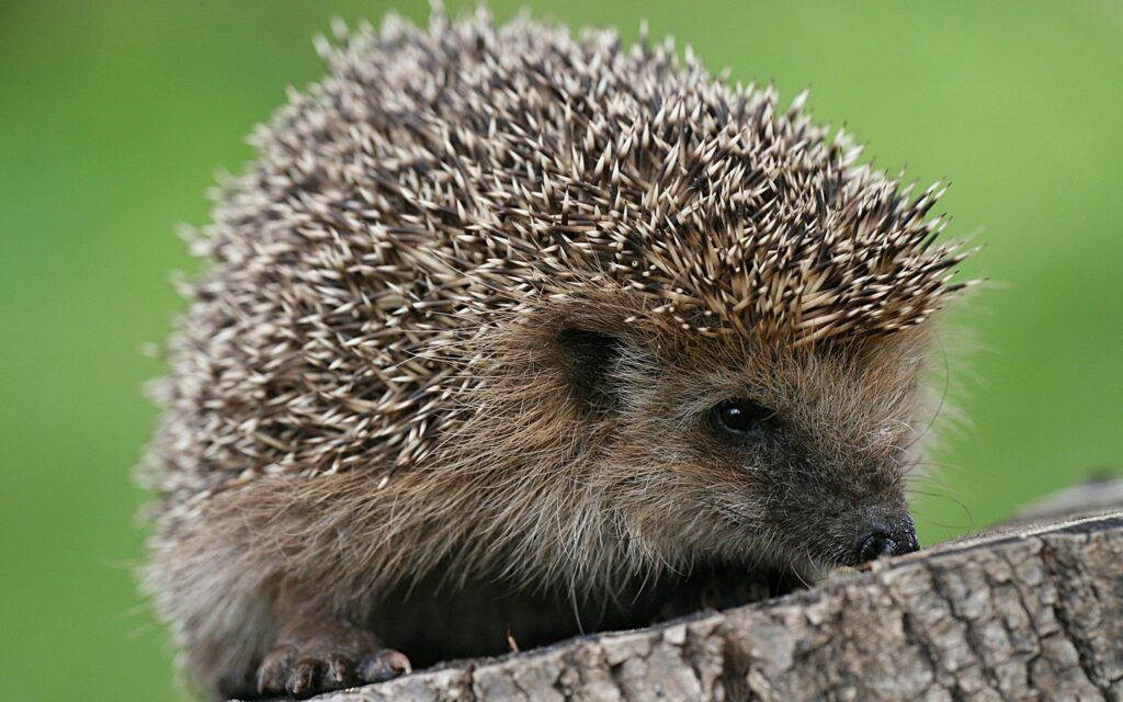 Charming Hedgehog Wallpaper: Spines & Green Nature Background