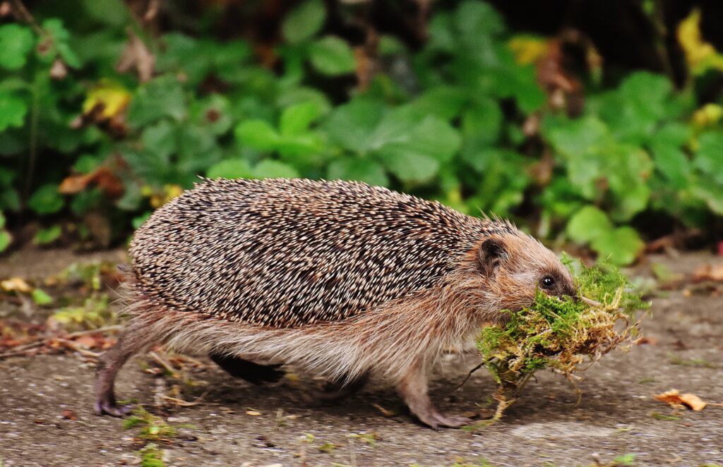 Charming Hedgehog in Lush Green Background with Moss Accents Wallpaper