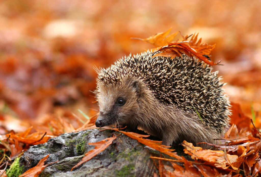 Charming Hedgehog Wallpaper: Autumn Leaves Background