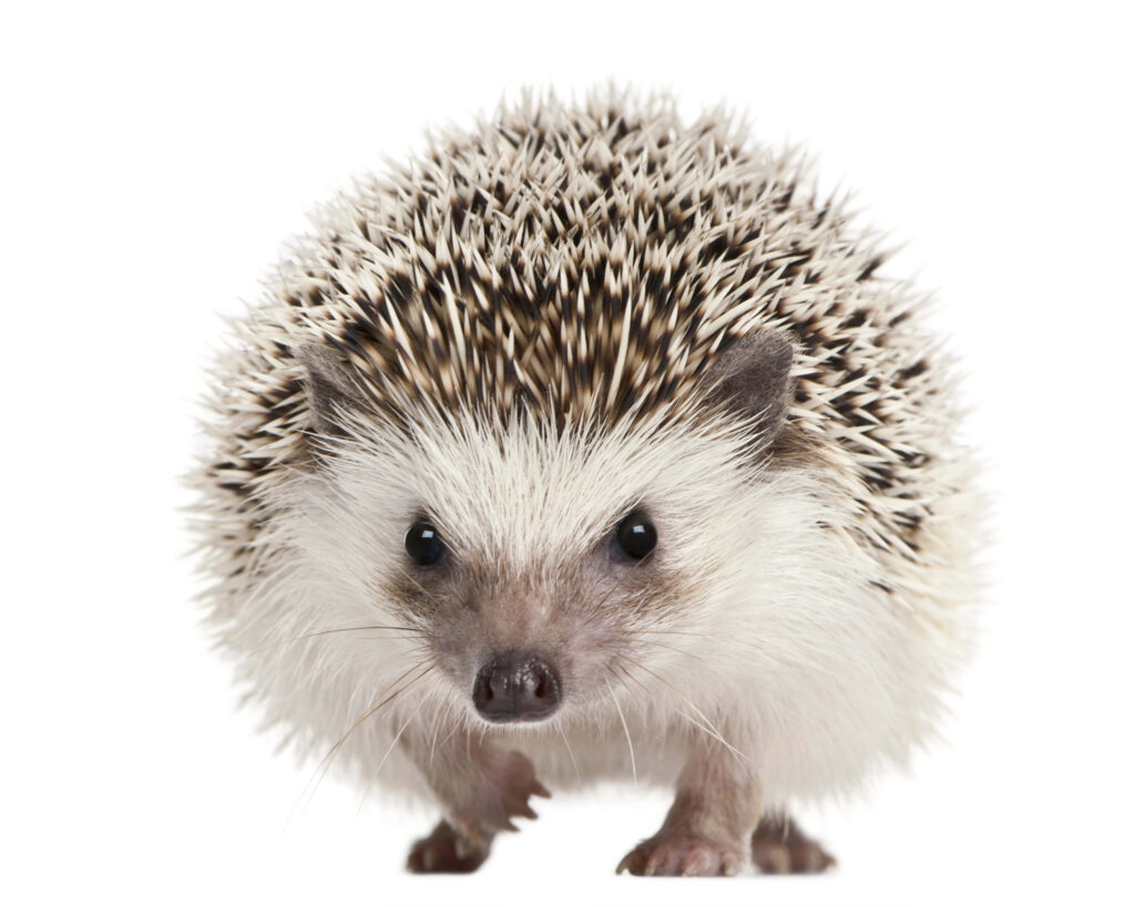 Charming Hedgehog Wallpaper: Adorable Detail on White Background