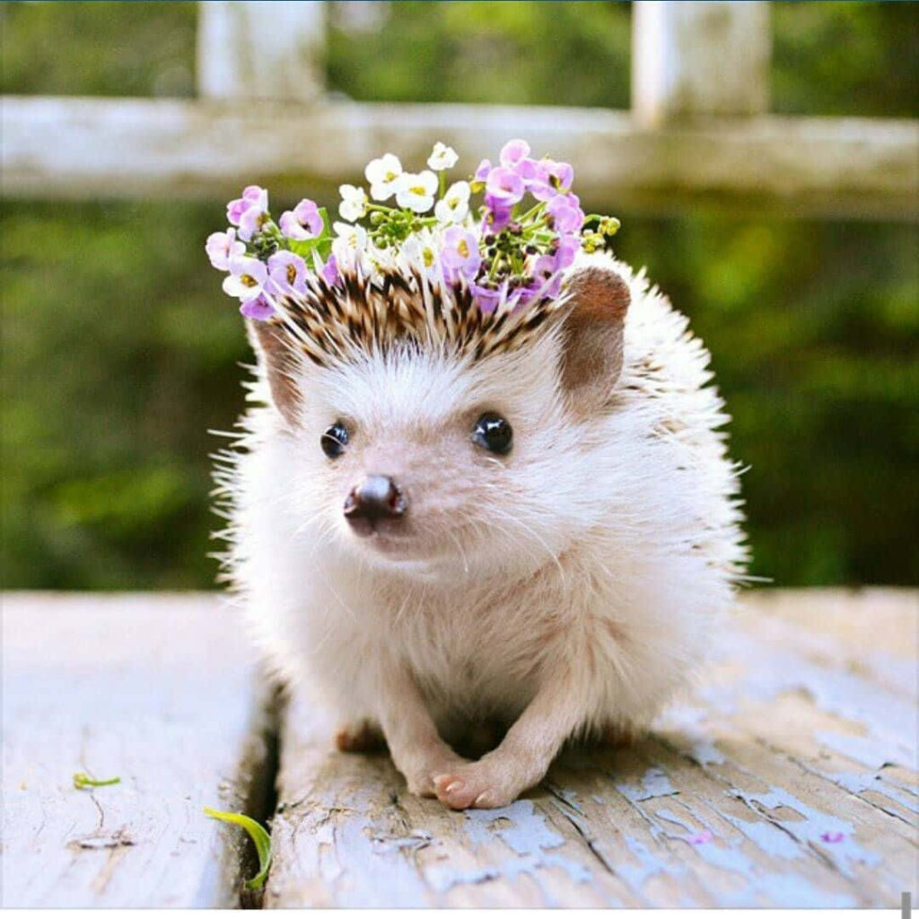 Charming Hedgehog with Flower Crown - Whimsical Wallpaper Background