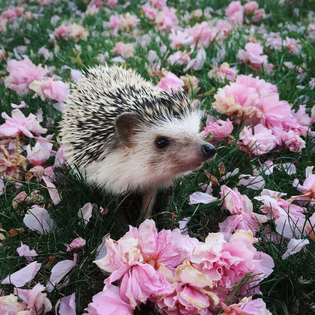 Charming Hedgehog in Spring Flowers Wallpaper - Whimsical Nature Scene