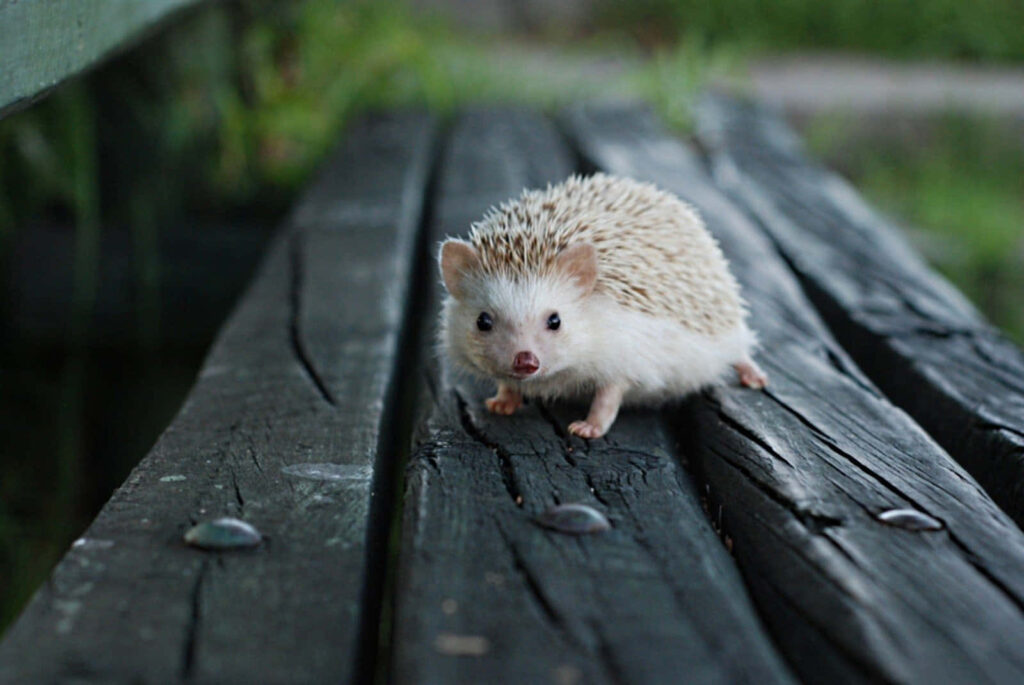 Curious Hedgehog on a Weathered Park Bench Amidst Lush Greenery Wallpaper