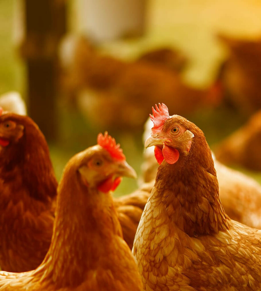 Lively Hen Wallpaper: Cozy Rural Scene with Warm Background