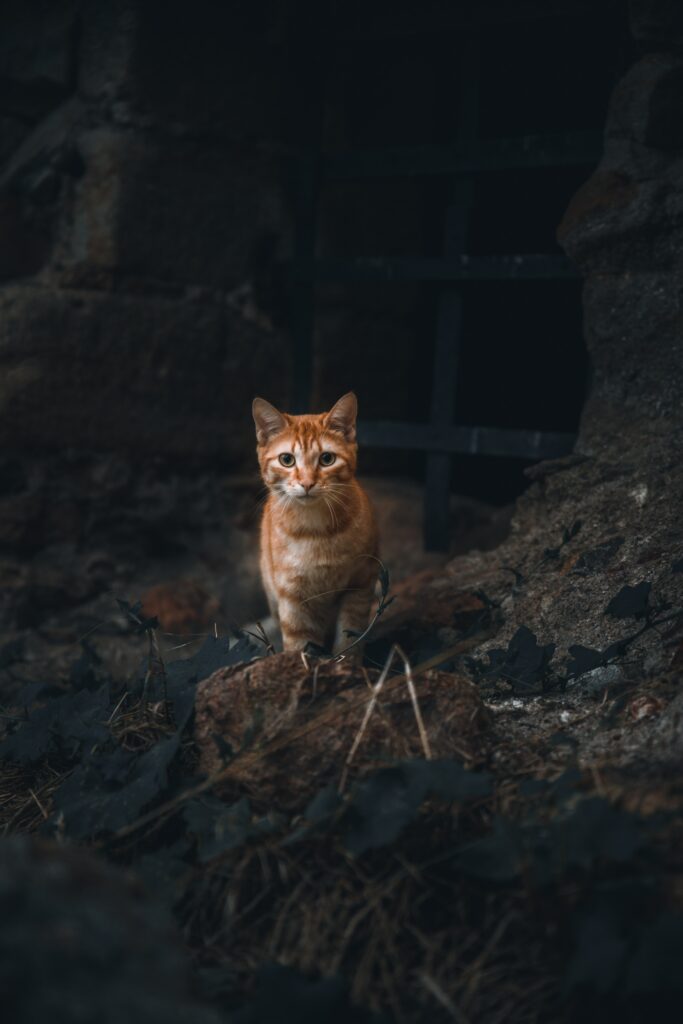 Charming Orange Cat in Rustic Setting - High-Resolution Wallpaper