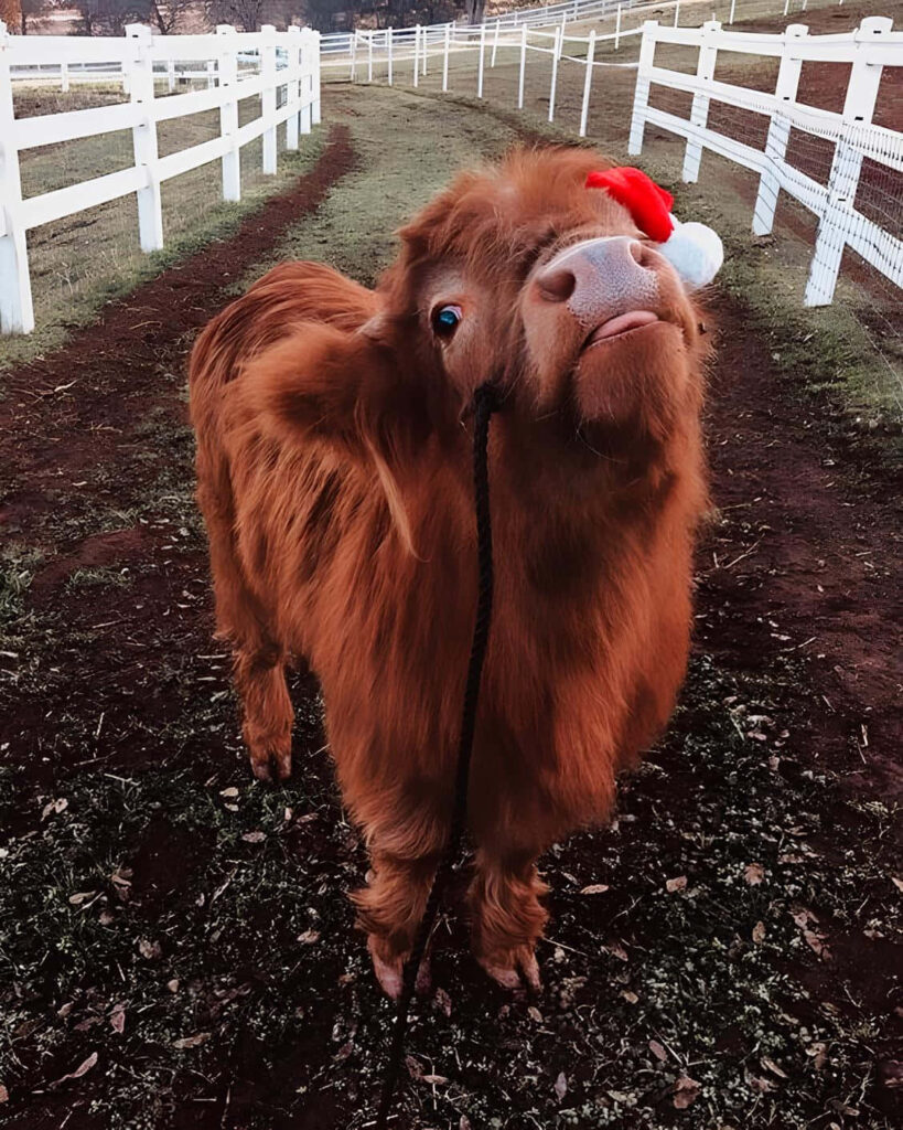 Festive Highland Cow Wallpaper: Whimsical Holiday Spirit Background