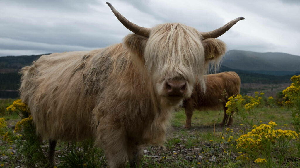 Charming Highland Cow in Flower-Filled Rural Landscape Wallpaper