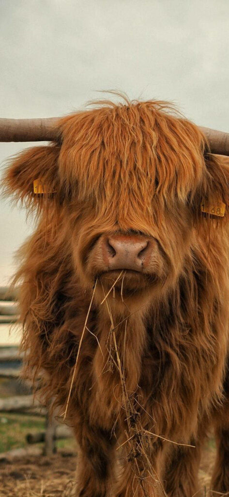 Charming Highland Cow Wallpaper: Rustic Farm Life Beauty