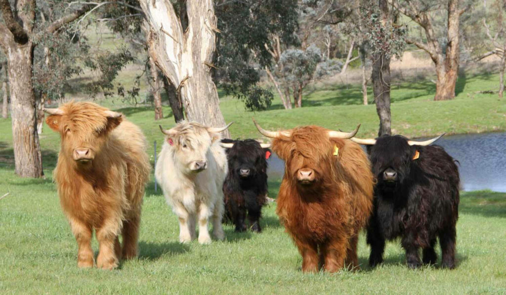 Highland Cows Wallpaper: Rustic Serenity in Lush Green Landscape