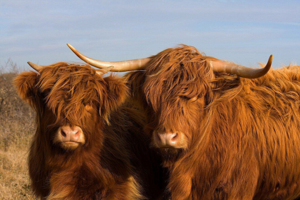 Charming Highland Cows Wallpaper: Calm Rustic Beauty & Clear Sky