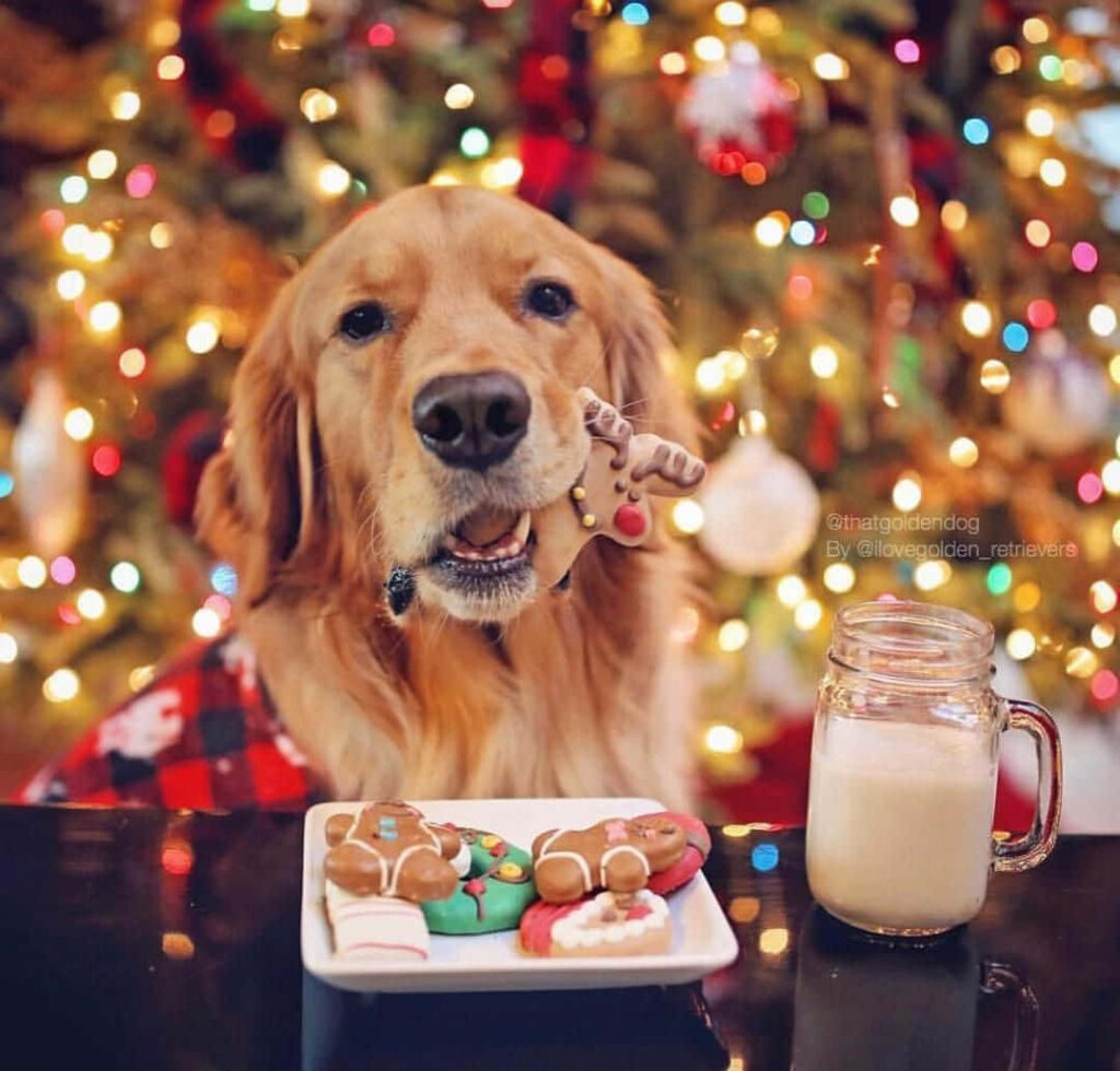 Cozy Holiday Scene: Dog with Cookies & Christmas Tree Wallpaper