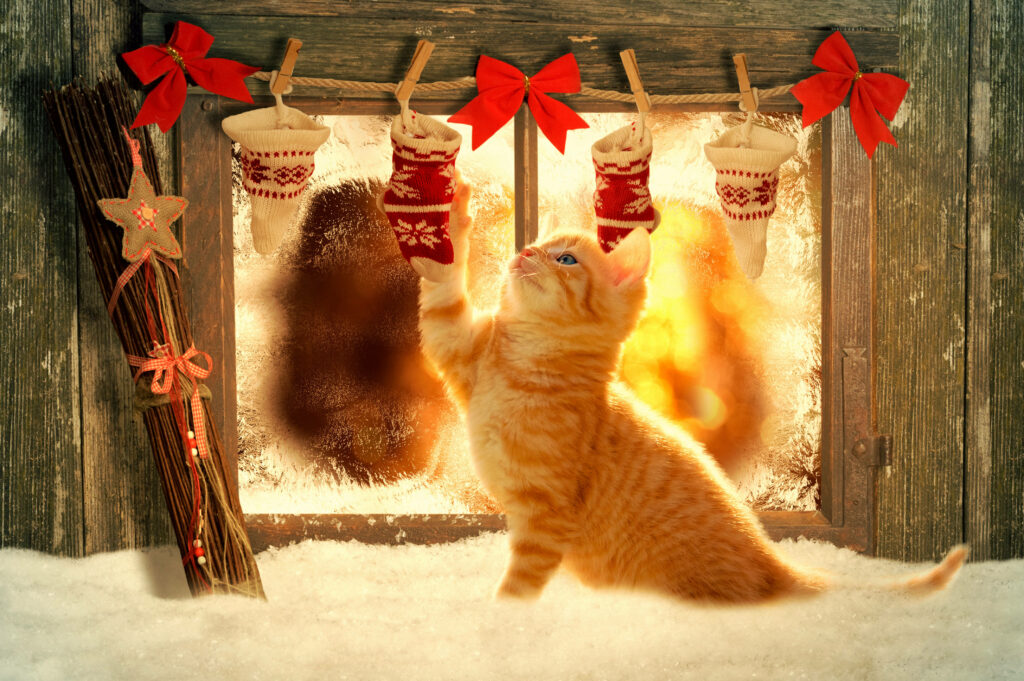 Adorable Orange Kitten with Festive Stockings - Cozy Christmas Wallpaper
