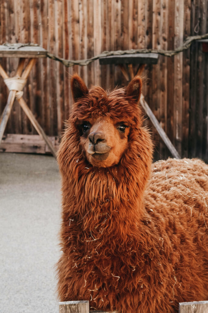Charming Huacaya Alpaca in Rustic Setting - Cute Animal Wallpaper
