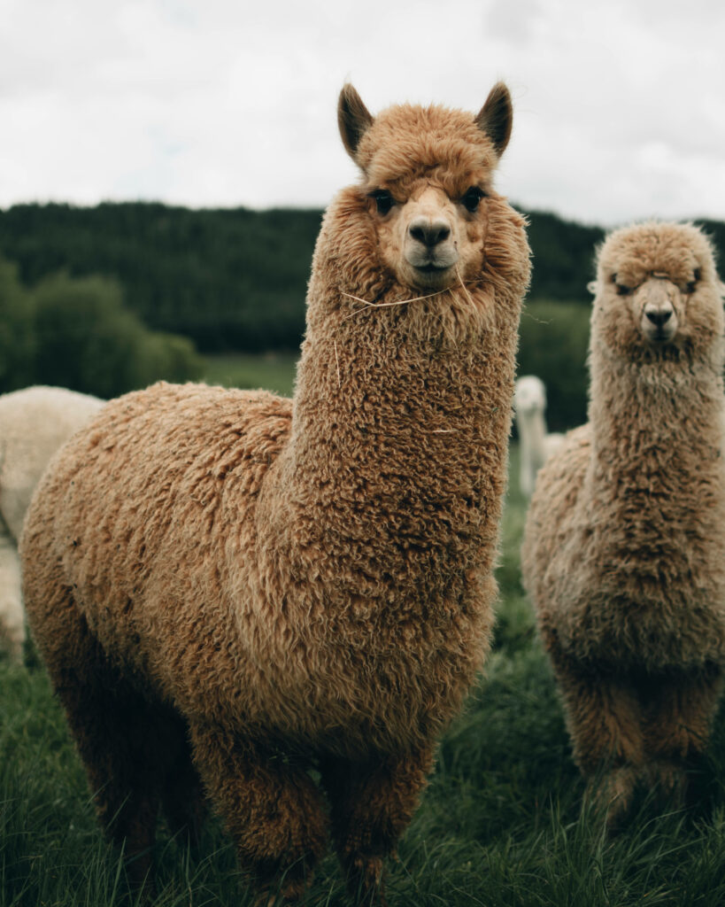 Charming Huacaya Alpacas in a Lush Green Field Wallpaper