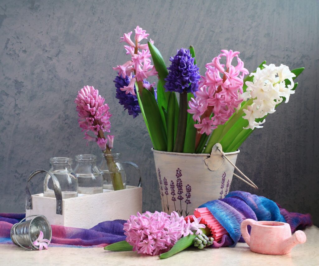 Charming Hyacinth Still Life Wallpaper: Spring Colors & Serenity