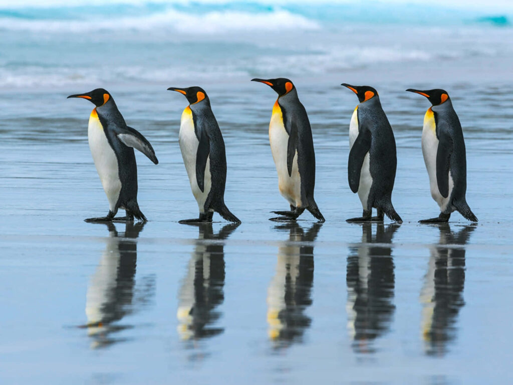 Charming King Penguins Marching Beach Wallpaper with Ocean Reflections