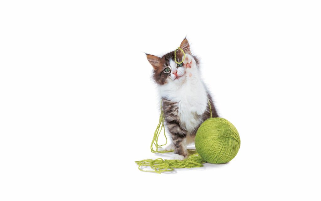 Cute Kitten Playing with Green Yarn on White Background Wallpaper