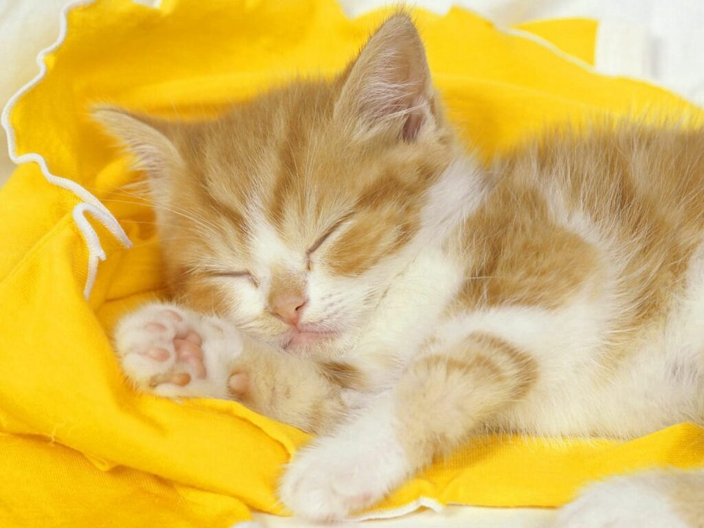 Adorable Kitten Sleeping on Soft Yellow Cloth - Calming Background Wallpaper