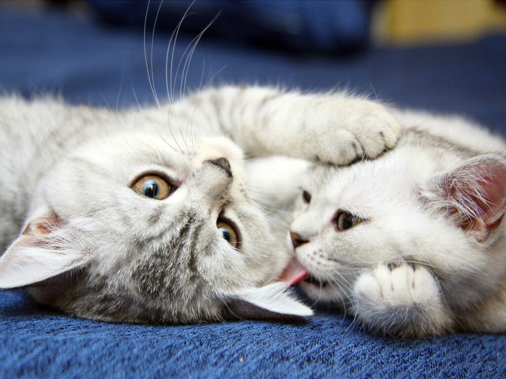 Playful Striped Kittens Tussling on Blue Surface - Adorable Wallpaper