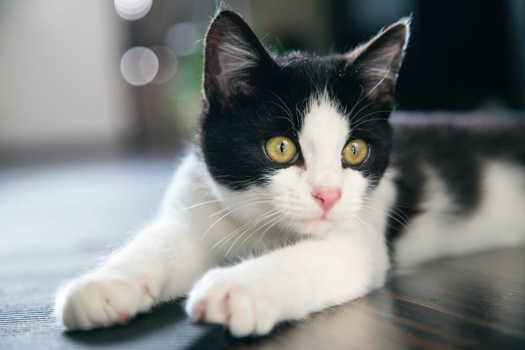 Charming Kitten Wallpaper: Adorable Black & White Spotted Cat