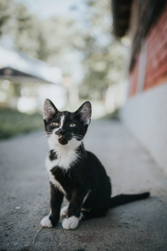 Cute Kitten on Concrete Path - Charming Black and White Wallpaper