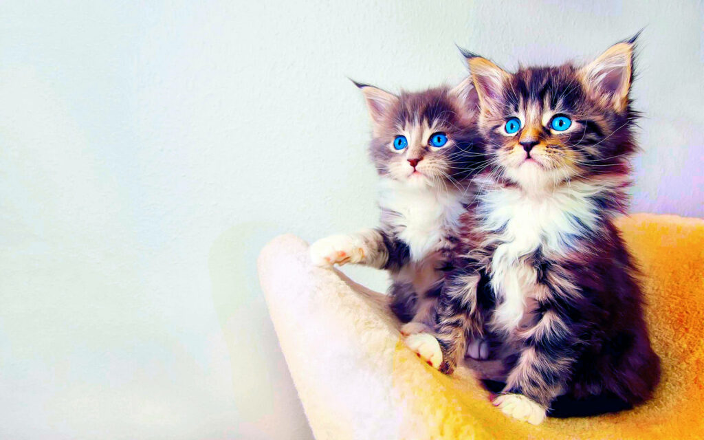 Charming Blue-Eyed Kittens Wallpaper for Cat Lovers