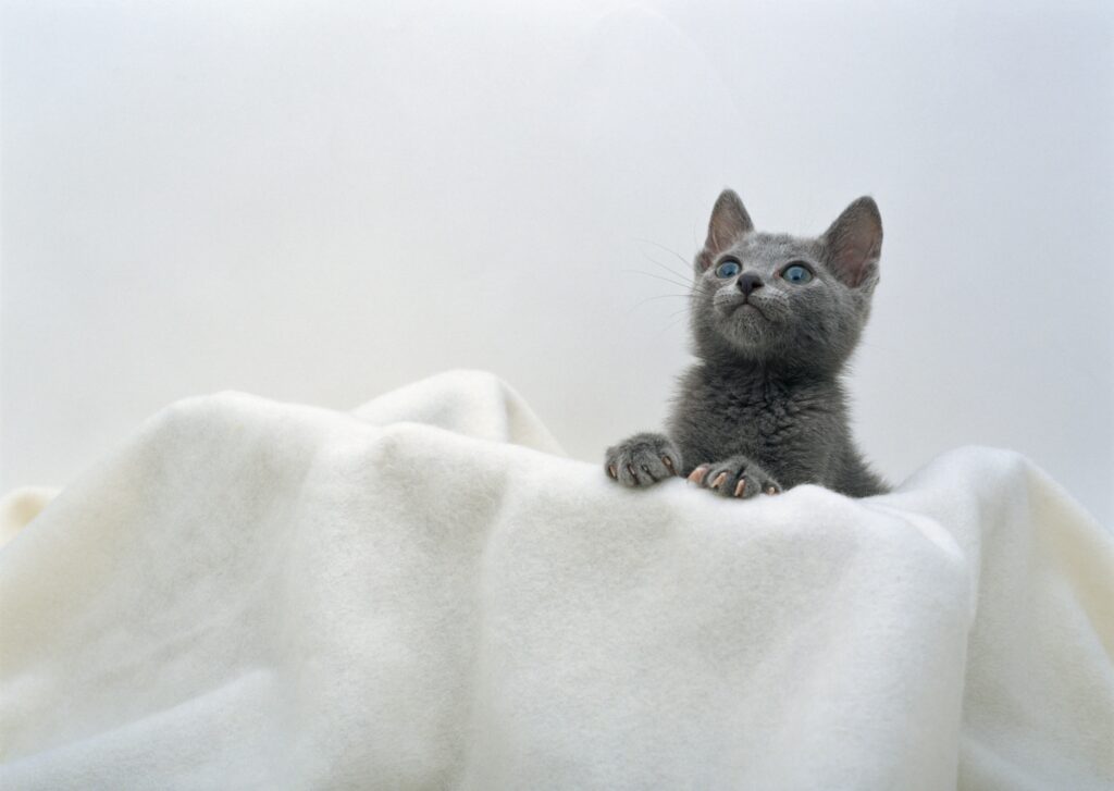 Charming Kitten Peeking Over White Towel - Cute Wallpaper Background