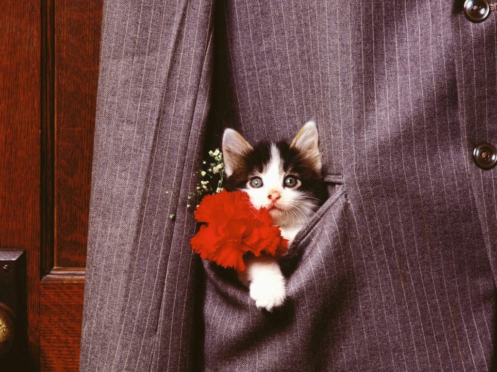 Charming Kitten in Jacket: Adorable Wallpaper with Red Flower