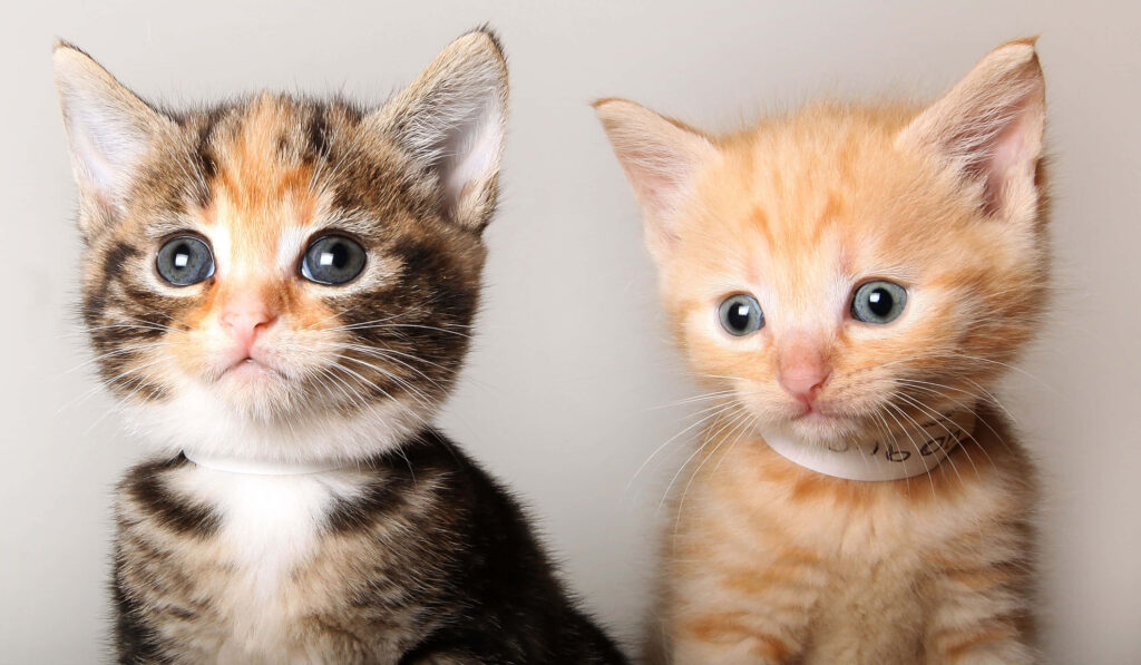 Charming Kittens Wallpaper: Adorable Cats with Expressive Eyes