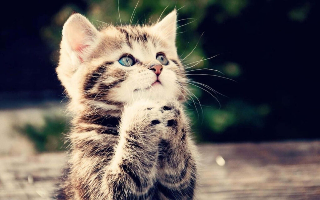 Charming Kitten Wallpaper: Adorable Close-Up with Bright Eyes