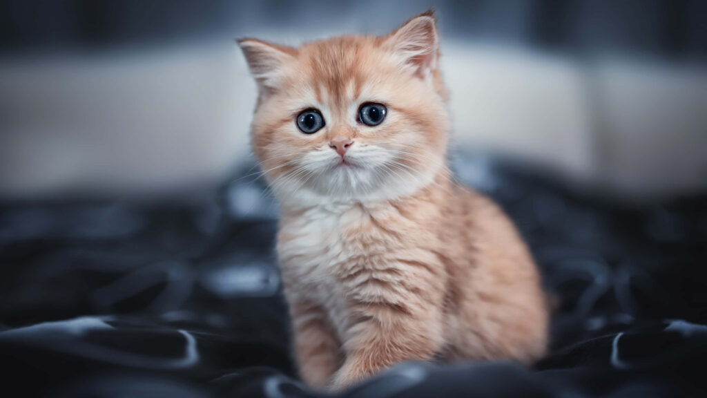 Charming Kitten Wallpaper: Adorable Eyes for Heartwarming Profiles