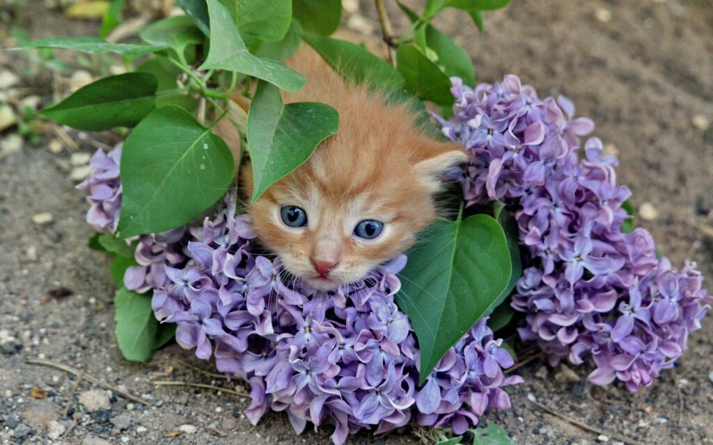 Charming Kitten Wallpaper with Vibrant Lilac Flowers & Greenery