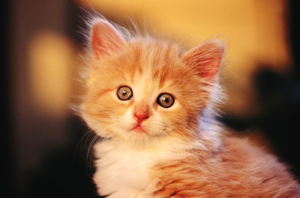Adorable Fluffy Kitten Wallpaper: Warm Light & Heartwarming Charm
