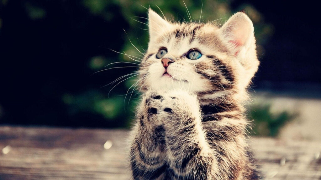 Adorable Kitten Wallpaper: Soft Fur & Captivating Eyes for Cat Lovers