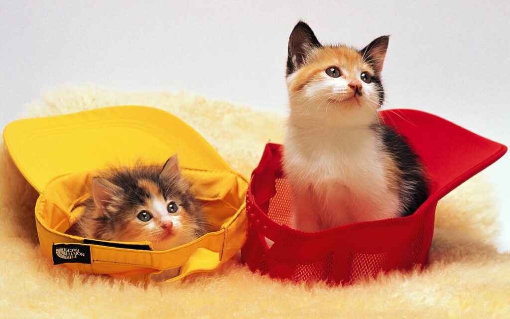 Adorable Kittens in Vibrant Caps - Cozy Fluffy Wallpaper