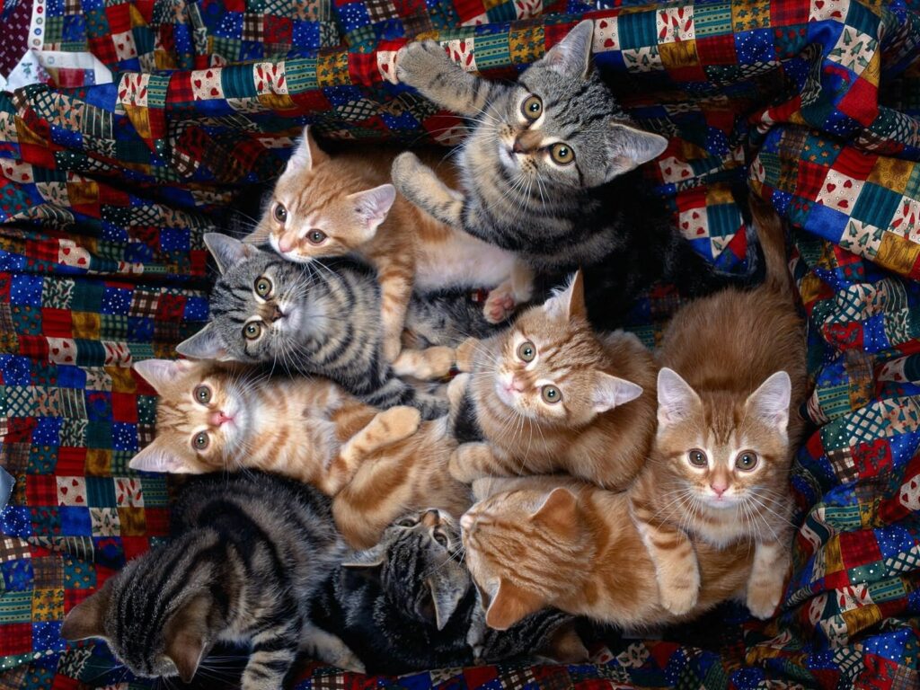 Charming Kittens on Colorful Quilt Wallpaper for Cat Lovers