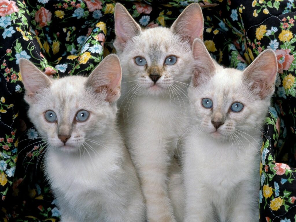 Charming Kittens with Blue Eyes on Floral Fabric Background Wallpaper