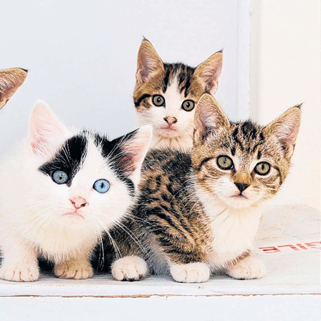 Charming Wallpaper of Three Curious Kittens with Unique Fur Patterns
