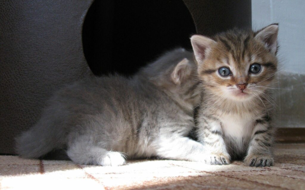Charming Kitten Wallpaper: Adorable Duo in Cozy Natural Setting