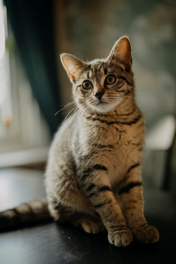Charming Kitten Wallpaper: Cute Cat on Table with Soft Lighting