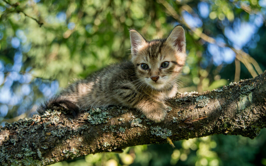 Charming Kitten Wallpaper: Cute Cat on Tree Branch in Sunny Greens
