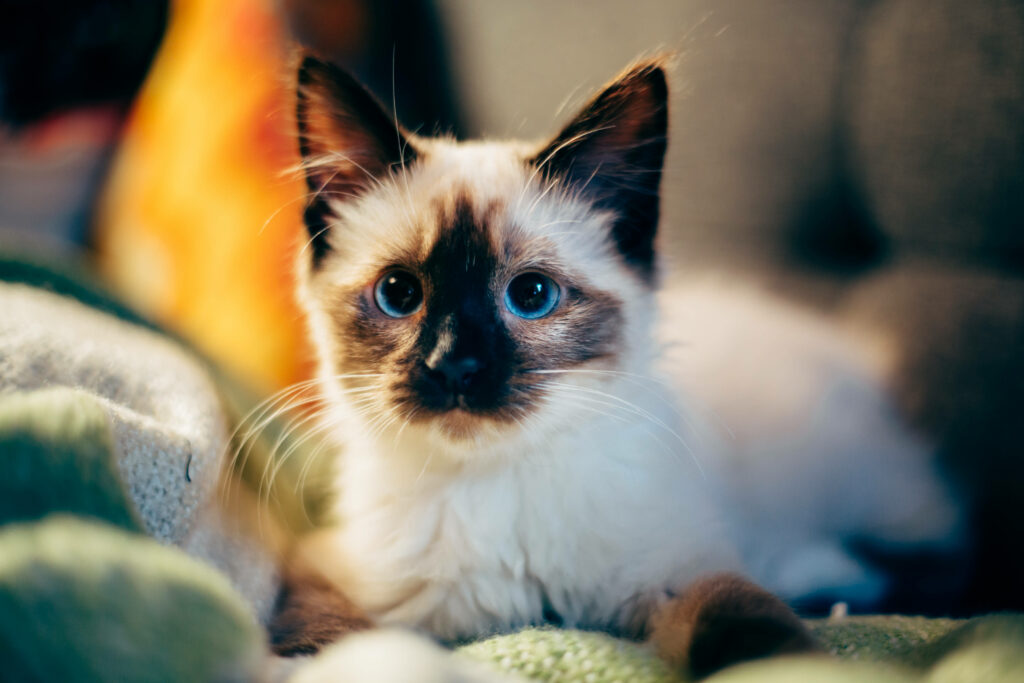 Charming Kitten Wallpaper: Cute Design on Soft Green Sheets