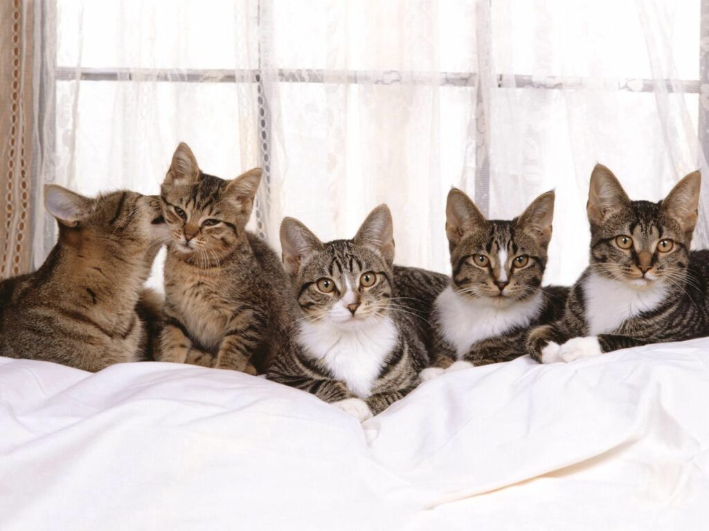 Charming Kittens on White Bedspread: Cozy Scene by a Sunlit Window Wallpaper