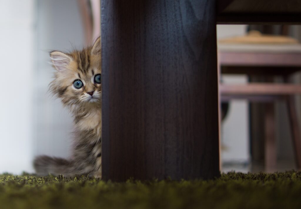 Charming Kitten Peeking from Table Leg - Adorable Cat Wallpaper