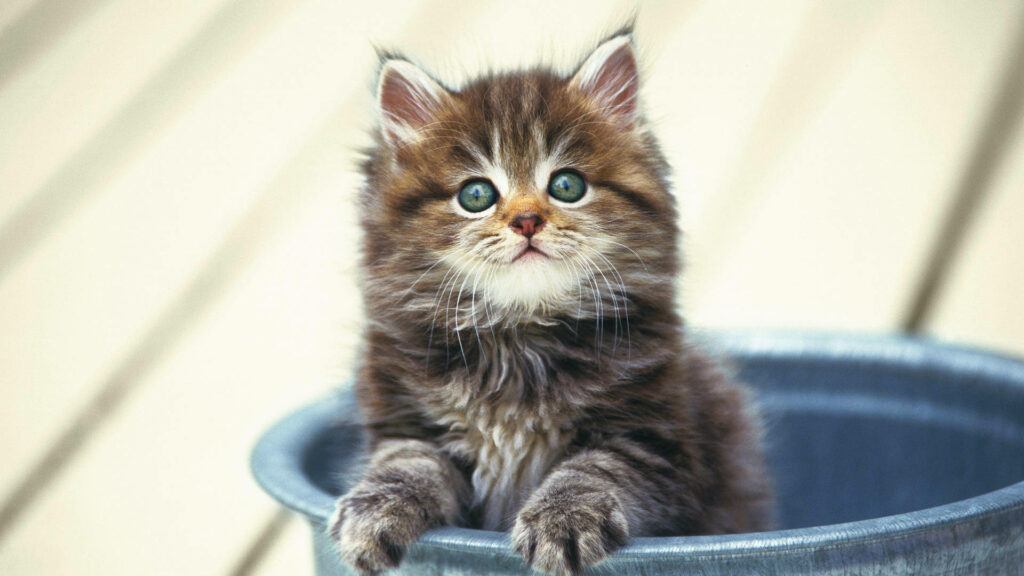 Charming Fluffy Kitten in Blue Bucket Wallpaper Background
